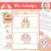 duo's vormen, tweetallen maken, kleuters
