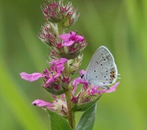 vlinder staartblauwtje